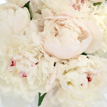 Festiva Maxima White Peonies up close