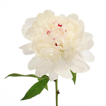Festiva Maxima White Peony Stem