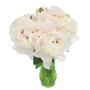 Festiva Maxima White Peony in a vase