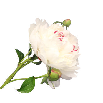 Festiva White Peony Flower July Delivery