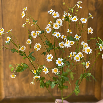 Feverfew Daisy Wholesale Cut Flower