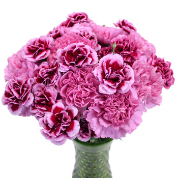 Fierce Pink Carnation Flowers In a vase