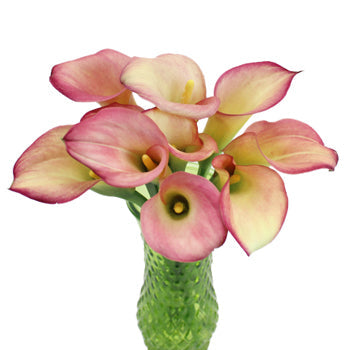 Raspberry Light Mini Calla Lily