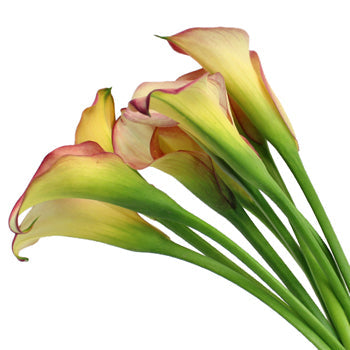 Raspberry Light Mini Calla Lily
