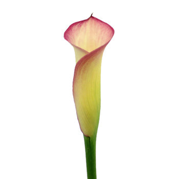 Raspberry Light Mini Calla Lily
