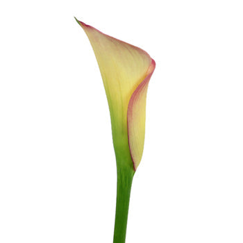 Raspberry Light Mini Calla Lily