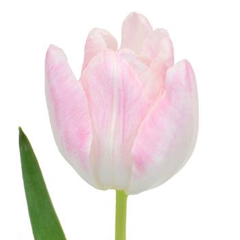 First Class Blush Tulip Wholesale Flower Up close
