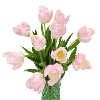 First Class Blush Tulip Wholesale Flower In a vase
