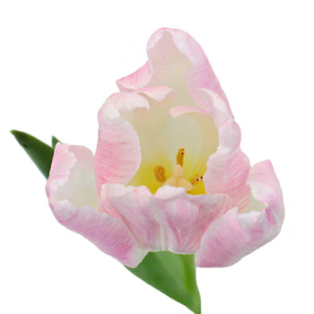 First Class Blush Tulips Wholesale Flower Side Stem