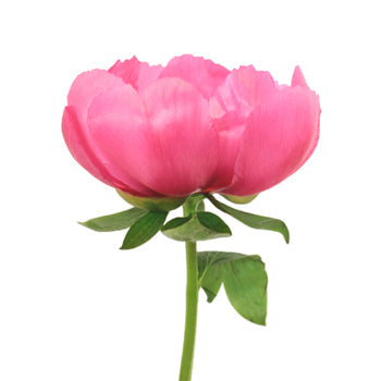 Flame Pink Peony Side Stem View