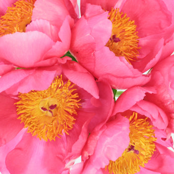Flame Pink Peonies up close