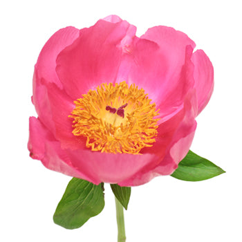 Flame Pink Peony Stem