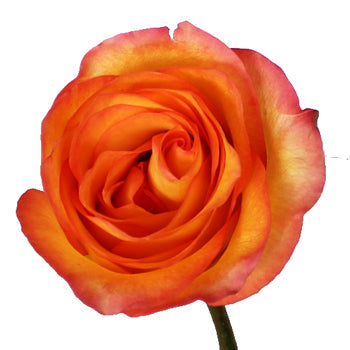 Flaming Encanto Rose