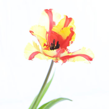 Flaming Parrot Novelty Tulips Wholesale flowers FlatLay