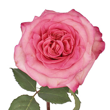 Flamingo Pink Garden Rose Stem