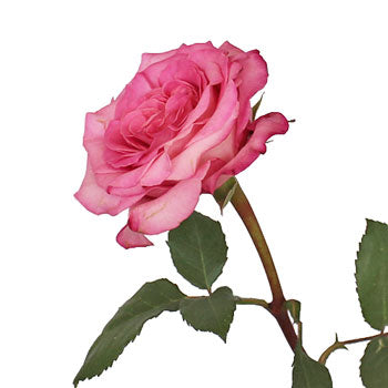Flamingo Pink Garden Rose Side Stem View