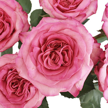 Flamingo Pink Garden Roses up close