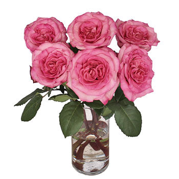 Flamingo Pink Garden Wholesale Roses In a vase