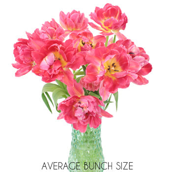 Flashpoint Pink Peony Tulip Wholesale Flower In a vase