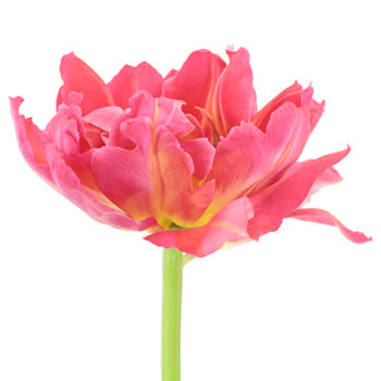 Flashpoint Pink Peony Tulips Wholesale Flower Side Stem
