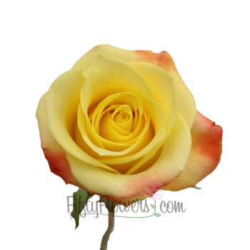 Florida Strawberry Kiss Yellow Rose Stem