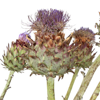 Flowering Artichoke For Flower Arranging