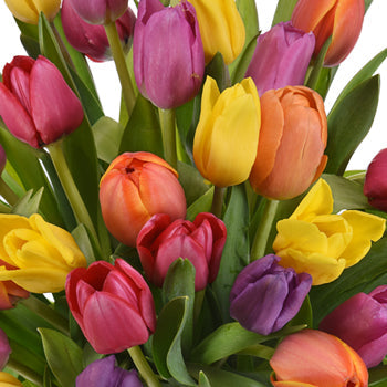 Mothers Day Fresh Cut Bulk Tulip Flowers Choose Your Color