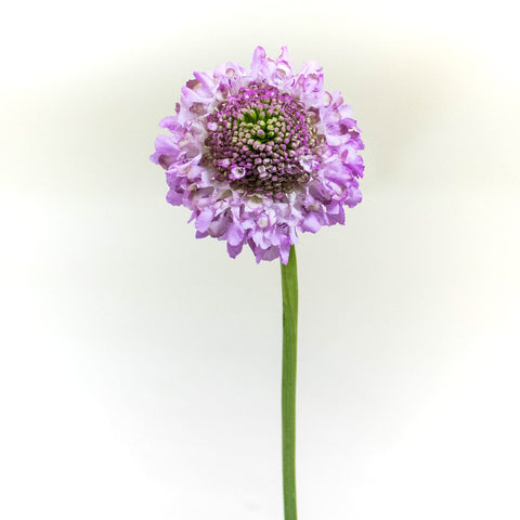 Lilac Focal Scabiosa Flower Stem