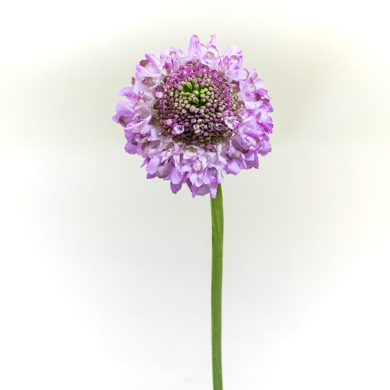 Lilac Focal Scabiosa Flower Stem