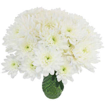 Wedding White Dahlia Style Cremon Pack