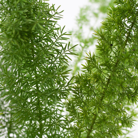 Wedding greenery foxtail filler flower for sale near me