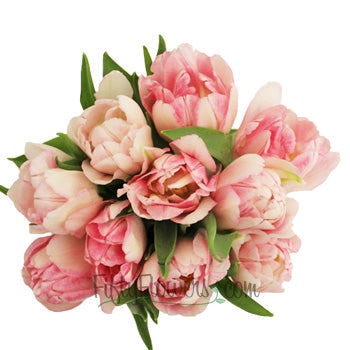 Foxtrot Pink and White Tulip Wholesale Flowers Bunch Up close