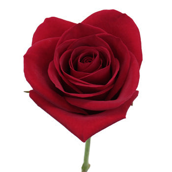Freedom Red Rose Express Delivery