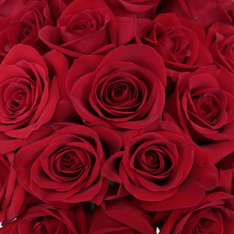Freedom Red Roses for Valentines Day