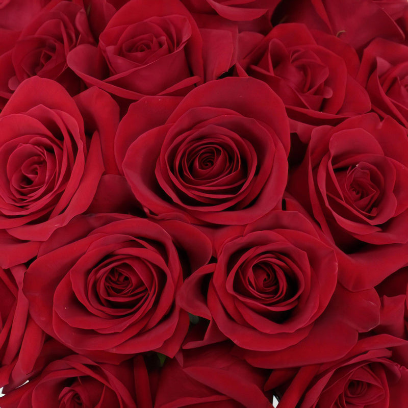 Freedom Red Roses for Valentines Day