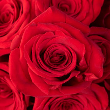 Freedom Red Rose