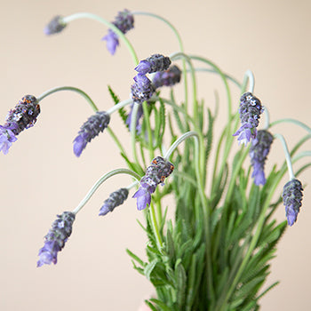 French Lavender Flower