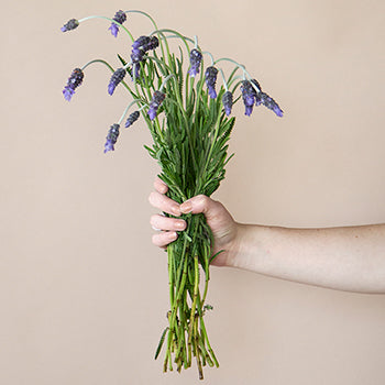 French Lavender Flower