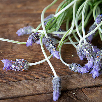 French Lavender Flower
