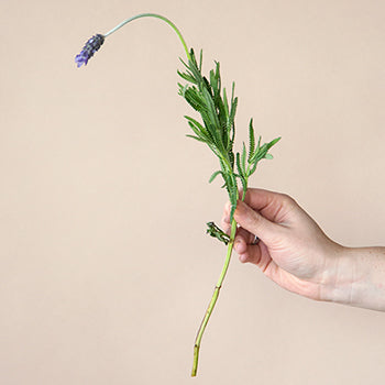 French Lavender Flower