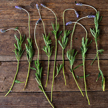 French Lavender Flower