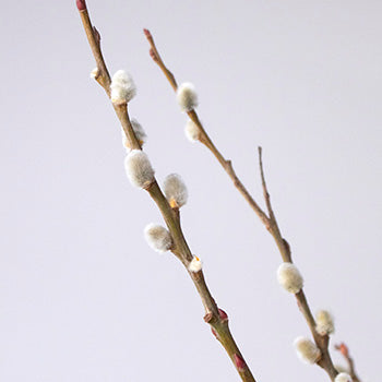 French Pussy Willow Branches Up Close