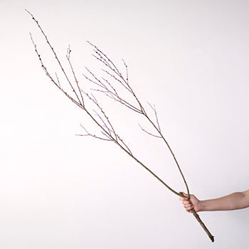 French Pussy Willow Branches In a Hand