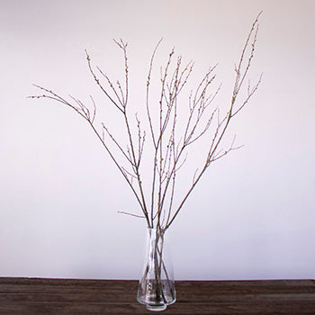 French Pussy Willow Branches In a Vase