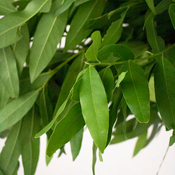 Wedding greenery fresh fall bay leaf filler flowers sold near me