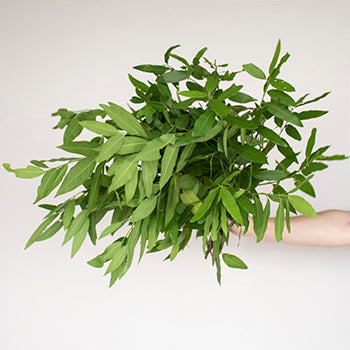 Fresh cut greens fall bay leaf filler flowers sold near me for delivery