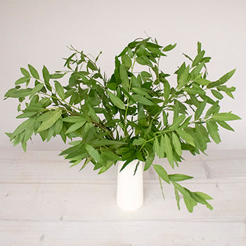 Bulk greenery fresh fall bay leaf filler flowers designed