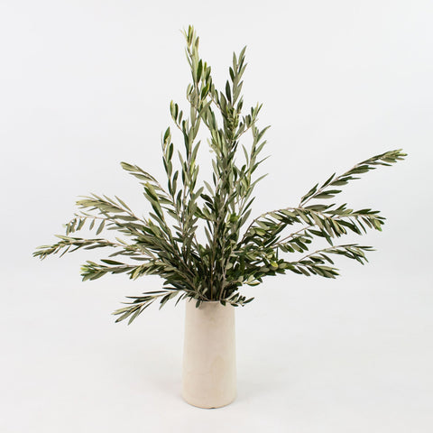 Fresh Cut Olive Greenery Bunch in Vase