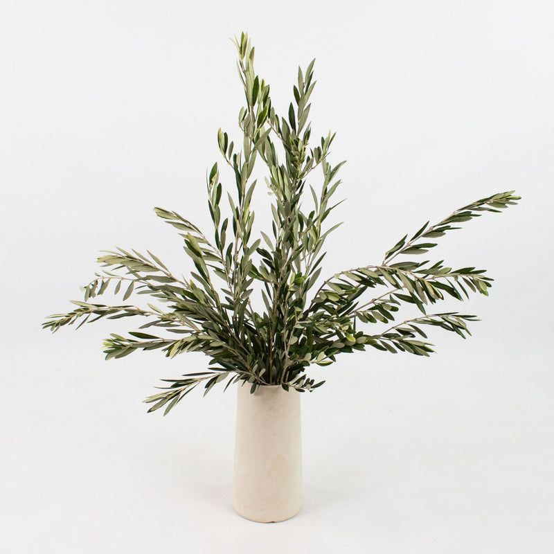 Fresh Cut Olive Greenery Bunch in Vase