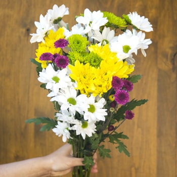 Save the Classic Daisy, Poms and Cushion Mix
